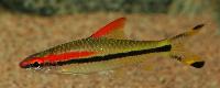 Sahyadria denisonii