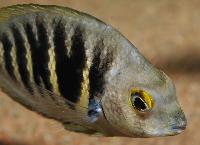 Etroplus canarensis