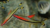 Sahyadria denisonii