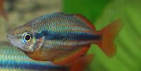 Melanotaenia trifasciata