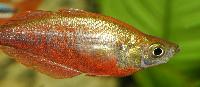 Glossolepis incinus