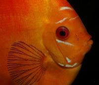 Symphysodon sp. "red"