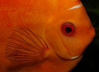 Symphysodon sp. "red"