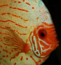 Symphysodon sp. "pigeon blood"
