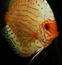 Symphysodon sp. "pigeon blood"