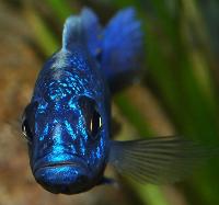 Sciaenochromis fryeri