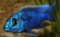 Sciaenochromis fryeri