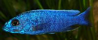 Sciaenochromis fryeri