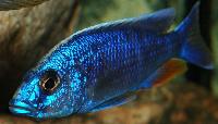 Sciaenochromis fryeri