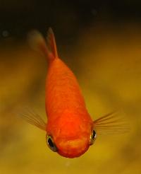 Xiphophorus maculatus