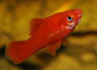 Xiphophorus hellerii, röd