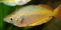Melanotaenia trifasciata?????