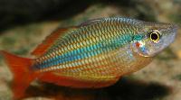 Melanotaenia trifasciata