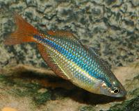 Melanotaenia trifasciata
