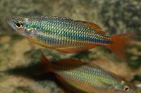 Melanotaenia trifasciata