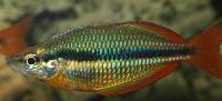 Melanotaenia trifasciata