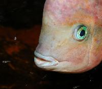 Vieja synspila
