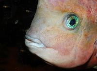 Vieja synspila
