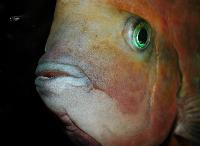 Vieja synspila