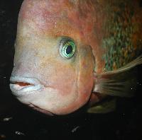 Vieja synspila