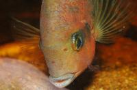 Vieja synspila