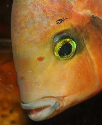 Vieja synspila