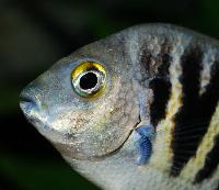 Etroplus canarensis