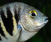 Etroplus canarensis