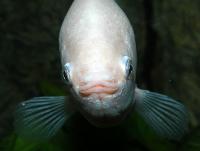 Helostoma temminckii