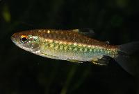 Arnoldichthys spilopterus