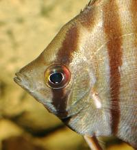 Pterophyllum scalare