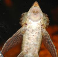 Sturisoma aureum