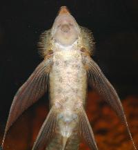 Sturisoma aureum