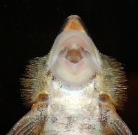 Sturisoma aureum