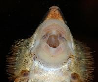 Sturisoma aureum