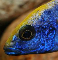 Otopharynx lithobates, Zimbawe Rock
