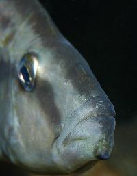 Dimidiochromis compressiceps