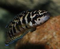 Julidochromis marlieri, Gombe