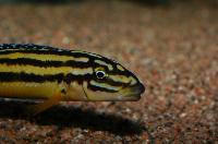 Julidochromis marksmithi