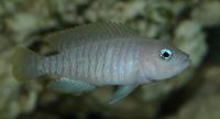 Lamprologus multifasciatus