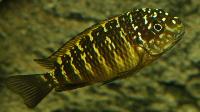 Tropheus moorii, Lusingu