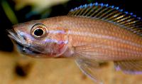 Paracyprichromis nigripinnis