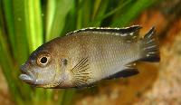 Metriaclima lanistocola