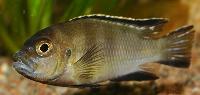 Metriaclima lanistocola