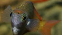 Melanotaenia trifasciata???