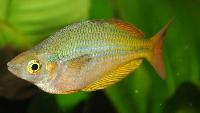 Melanotaenia trifasciata???