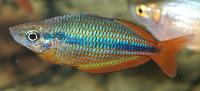 Melanotaenia trifasciata