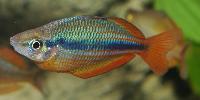 Melanotaenia trifasciata