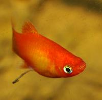 Xiphophorus maculatus