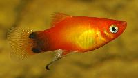 Xiphophorus maculatus
